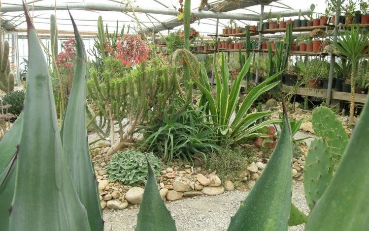 Cactuseraie ESCAÏRE FIGUE, Montolieu, France, France